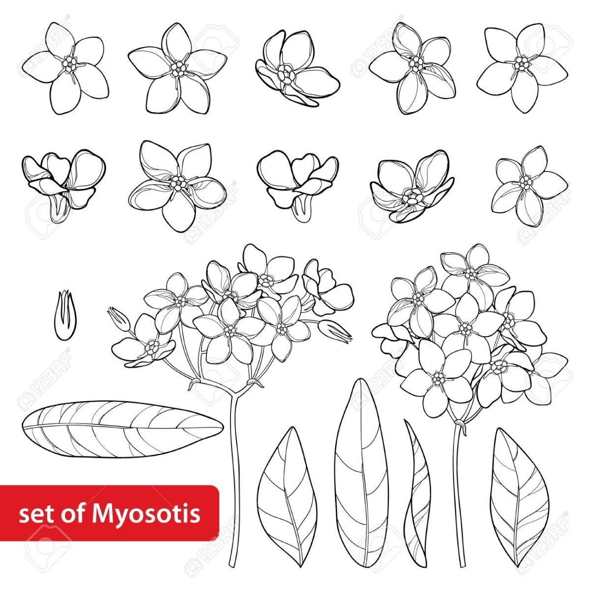 Цветочки незабудки для вырезания