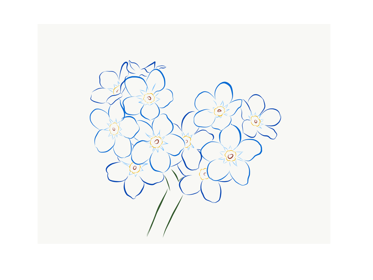 Незабудка рисунок чб