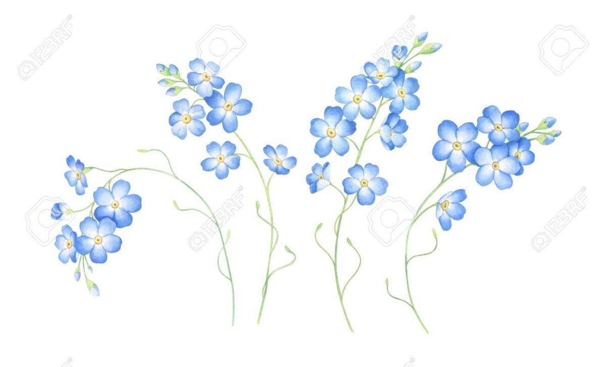 Незабудка шаблон для рисования