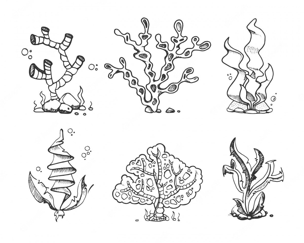 Орнамент морских водорослей