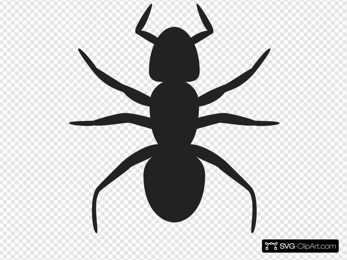 Муравей раскраска для детей