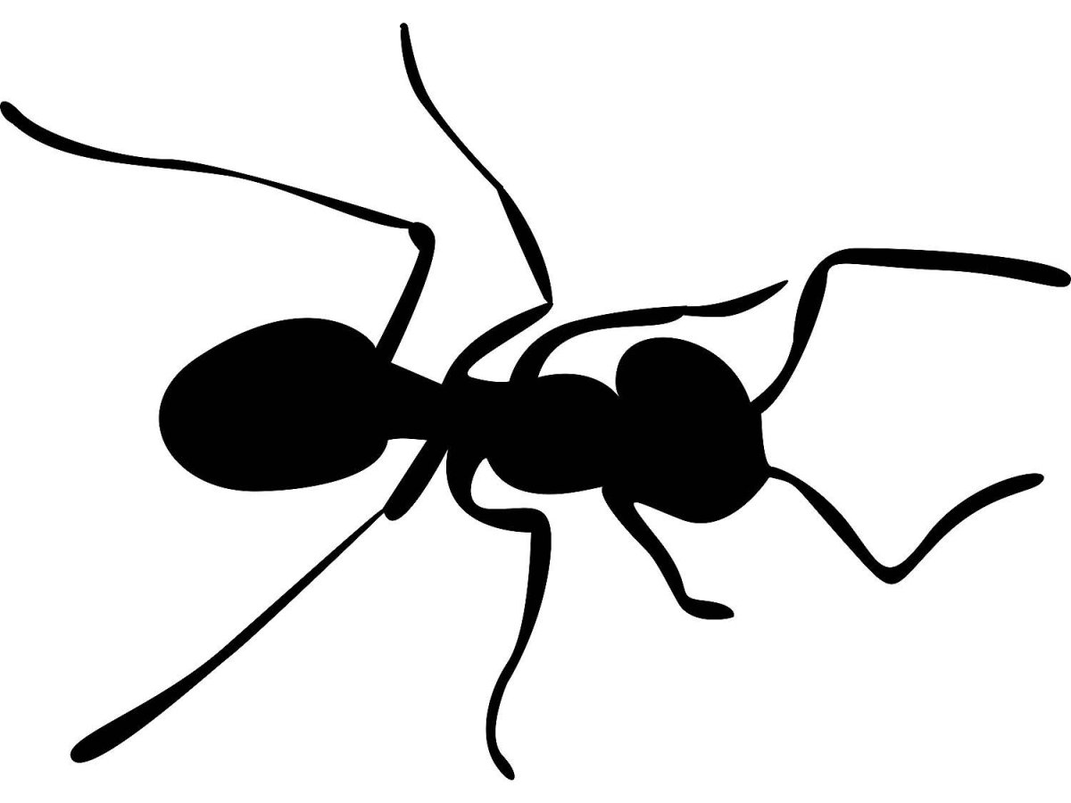 Муравей рисунок