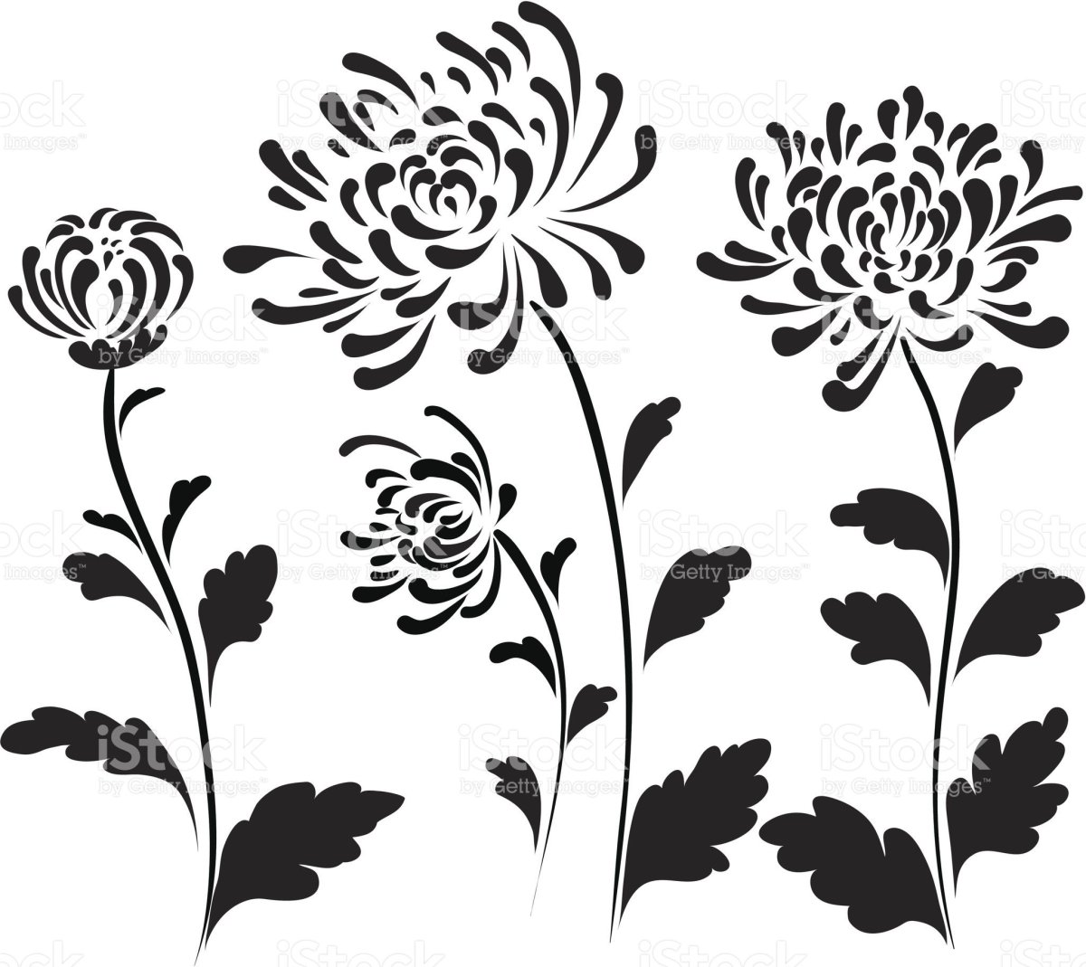 Хризантема трафарет