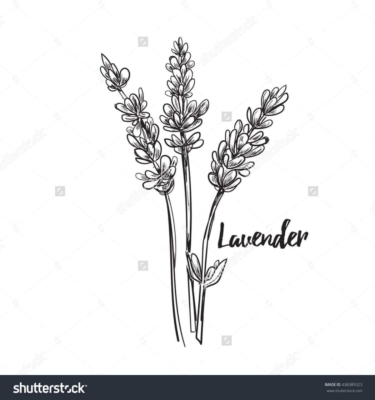 Lavandula значок