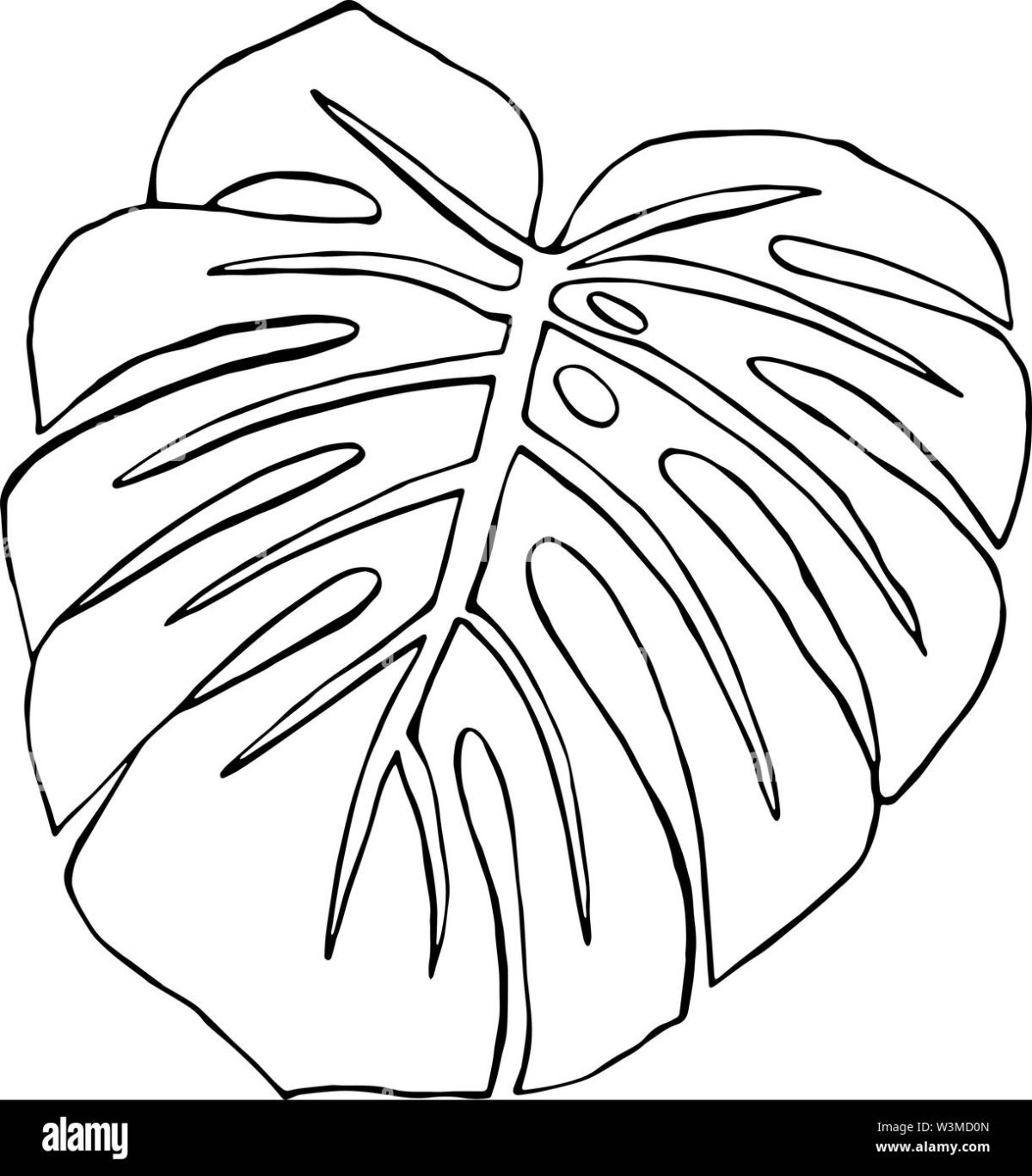 Monstera Leaf контур