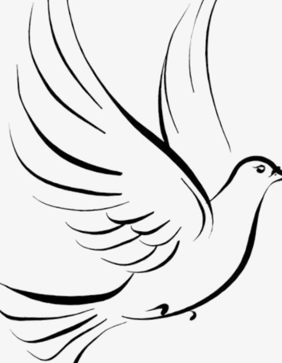 Голубь мира раскраска