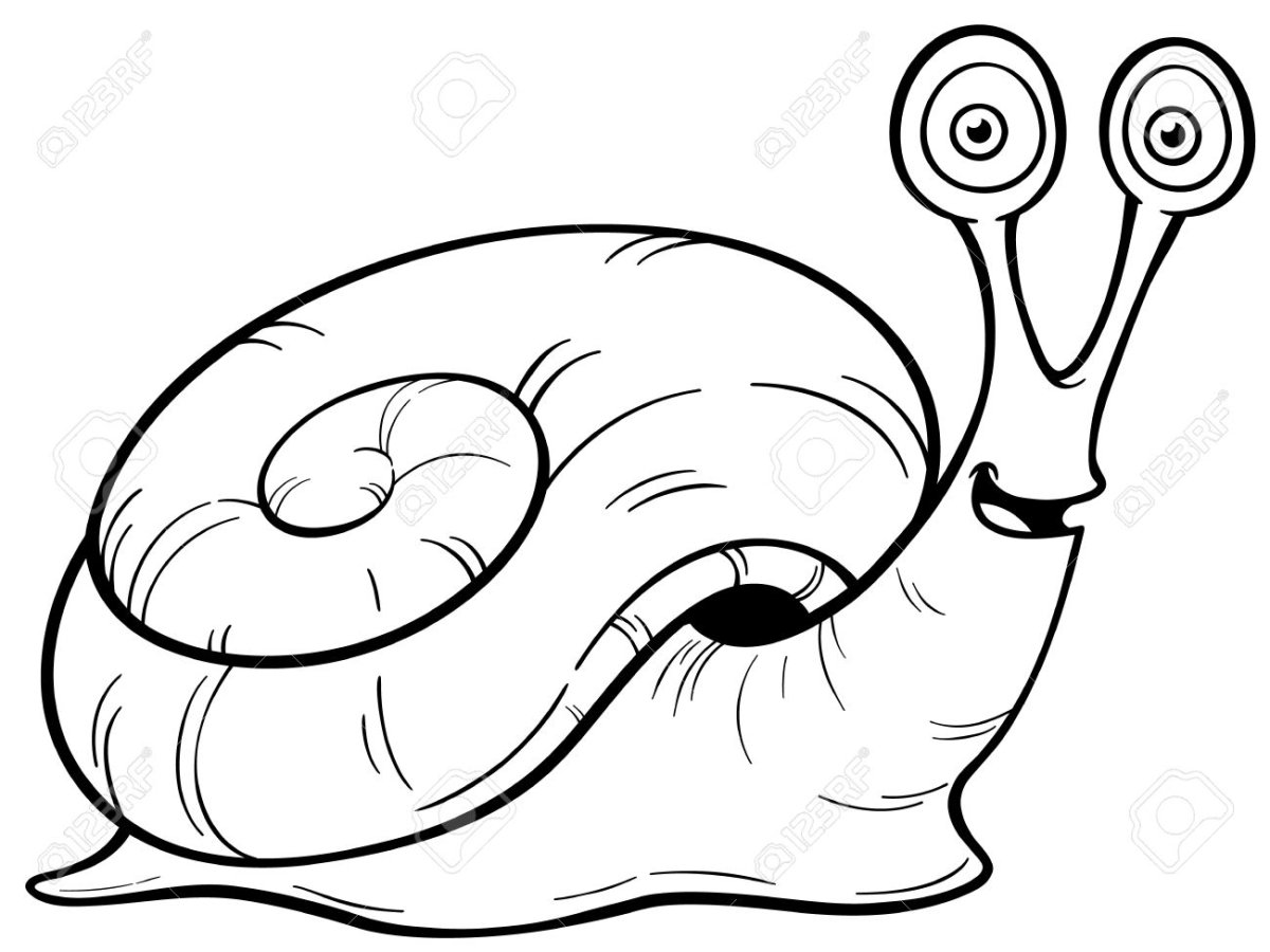 Ракушка контур