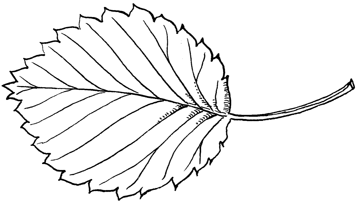 Листья трафарет для вырезания