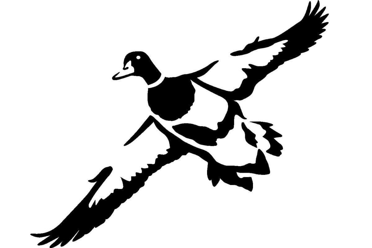 Лебедь кликун раскраска