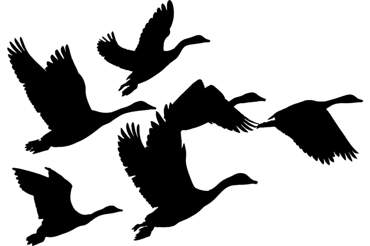 Лебедь контур