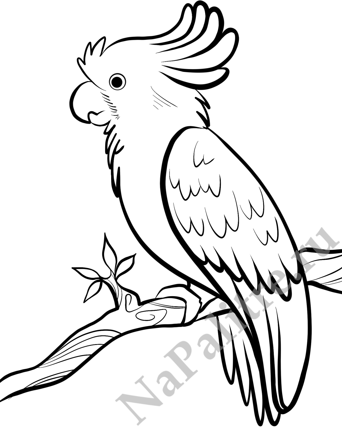 Попугай картинка раскраска