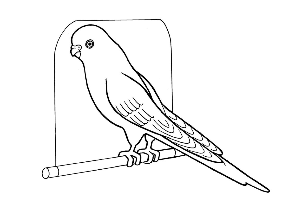 Пиратский попугай черно белая