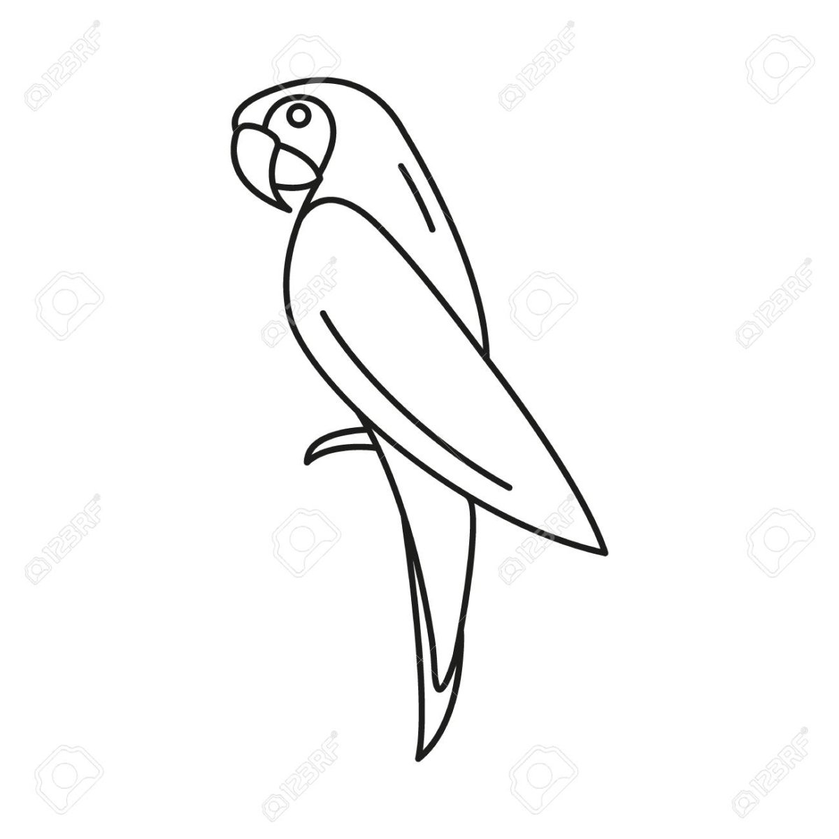 Макет попугая для рисования