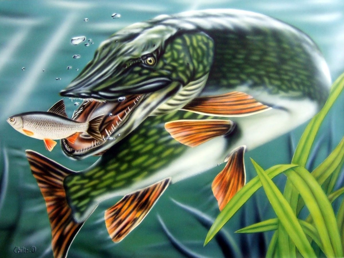 Щука атакует