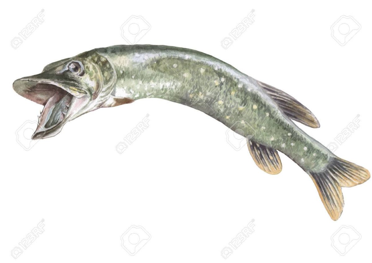 Щука акварелью