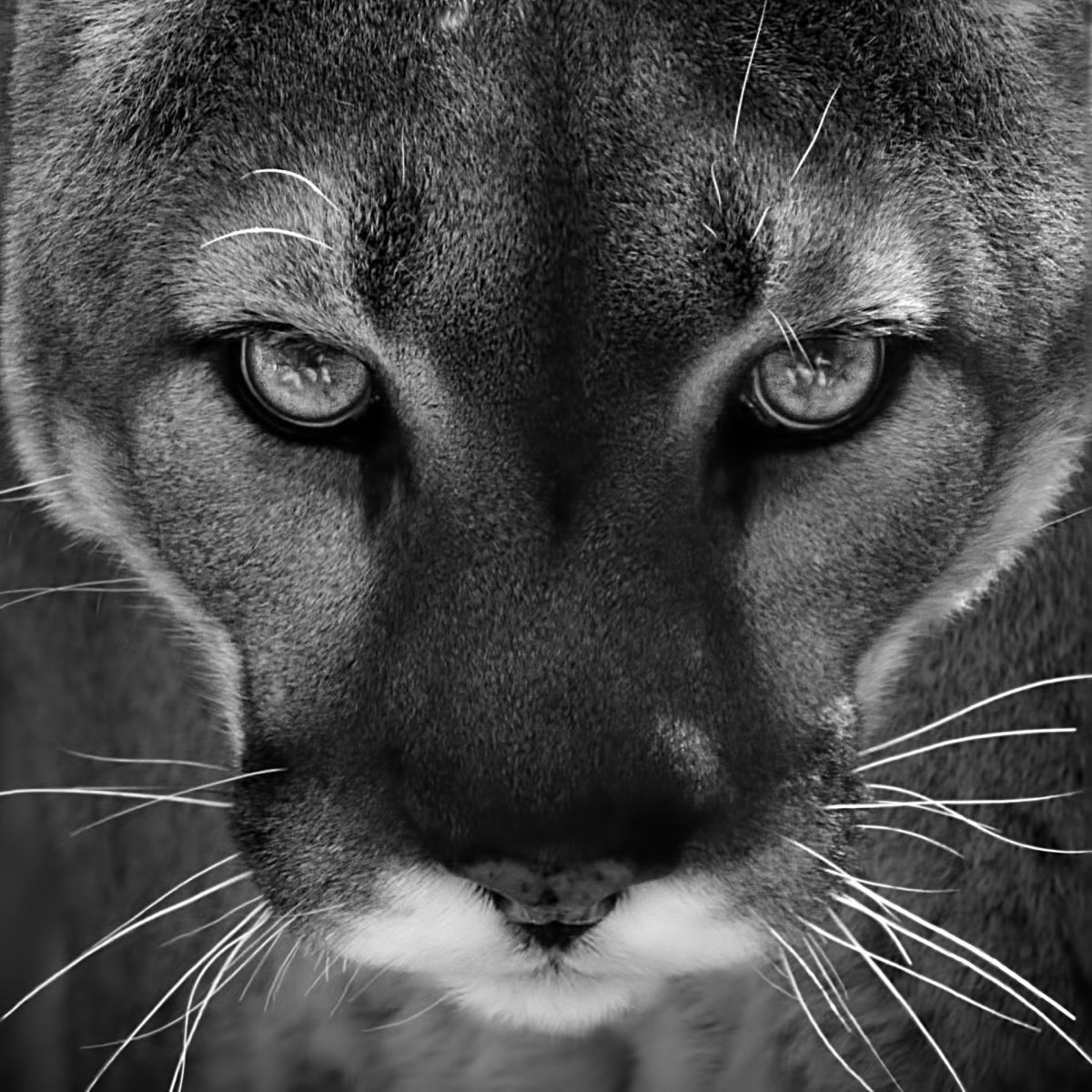 Пума (животное)