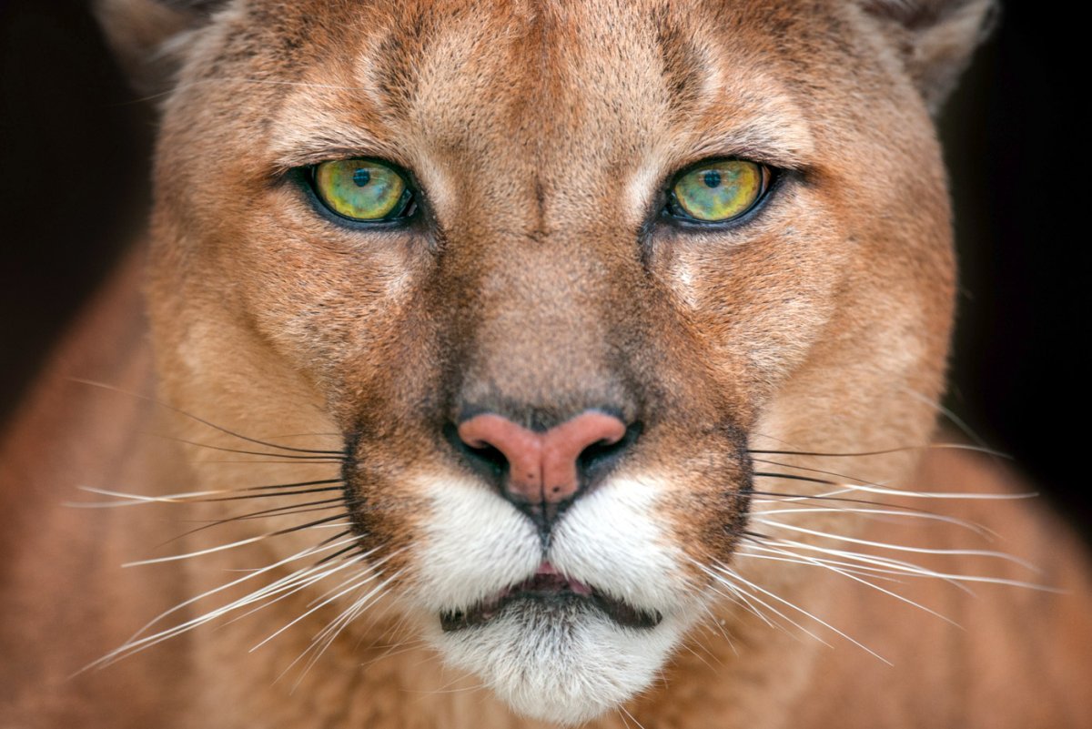 Пума анфас горный Лев