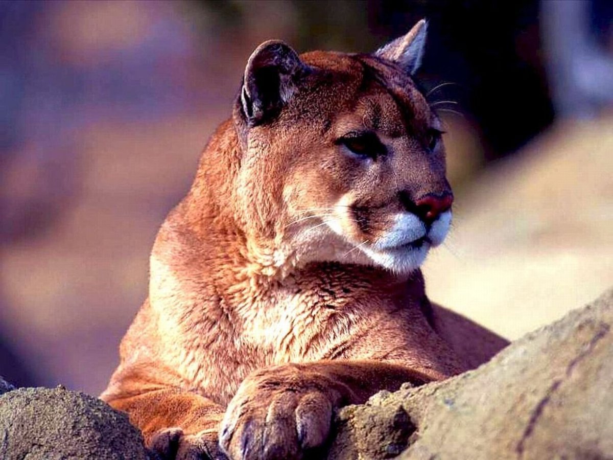 Пума кошка