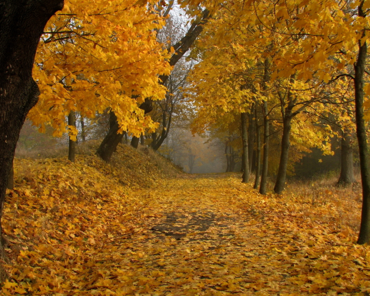 Красивый листопад