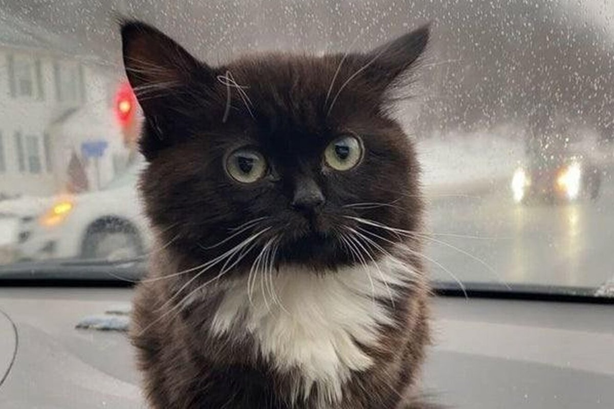 Маска Анонимуса для девочек