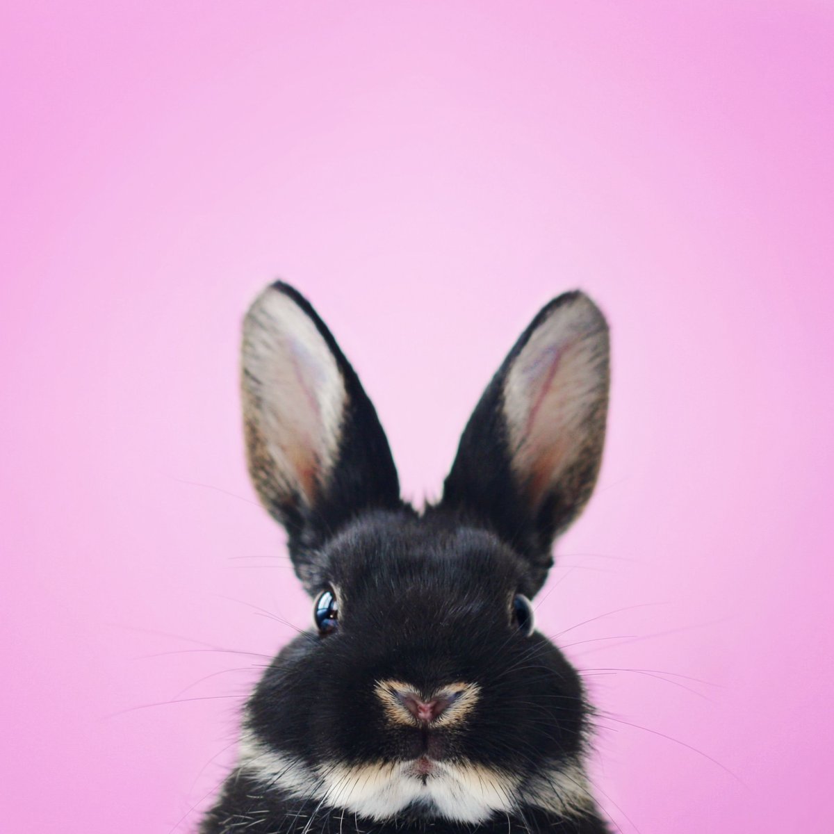 Крутой заяц