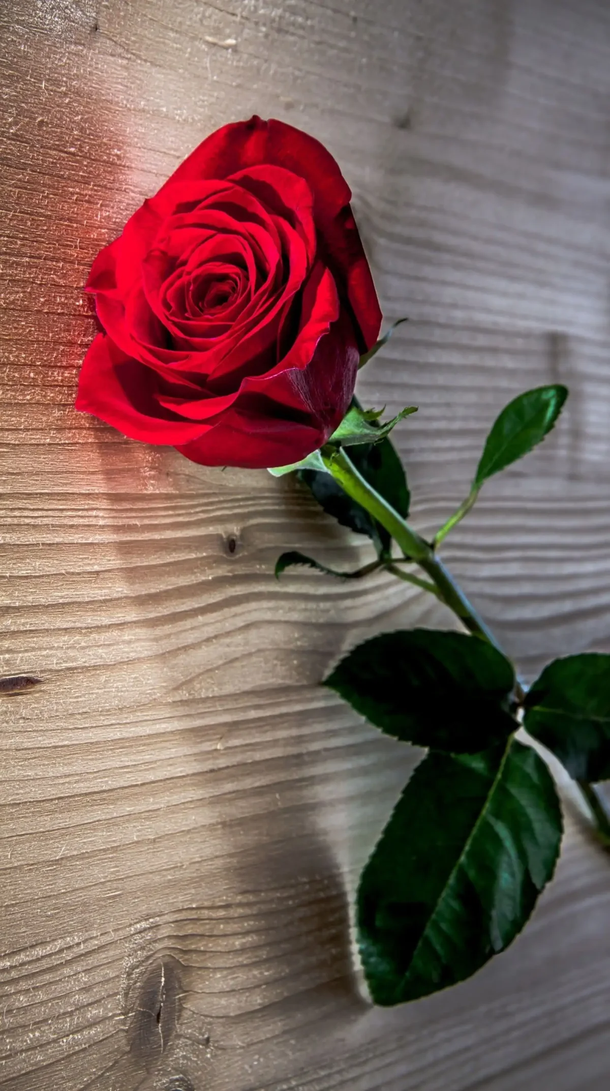Одна красная роза