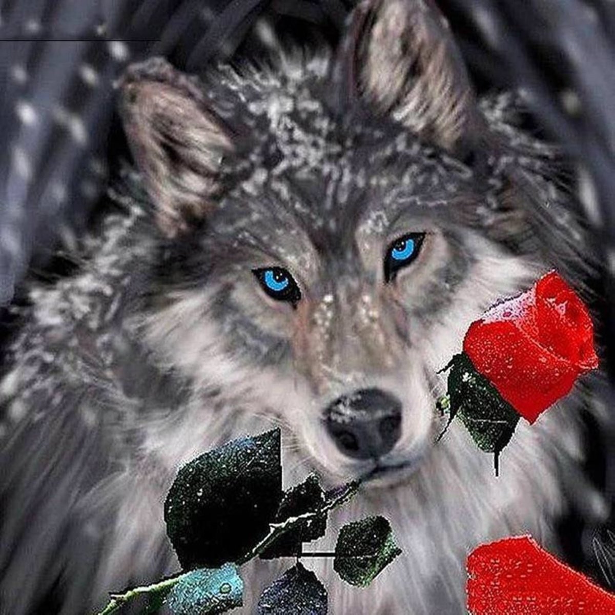 Волк одиночка