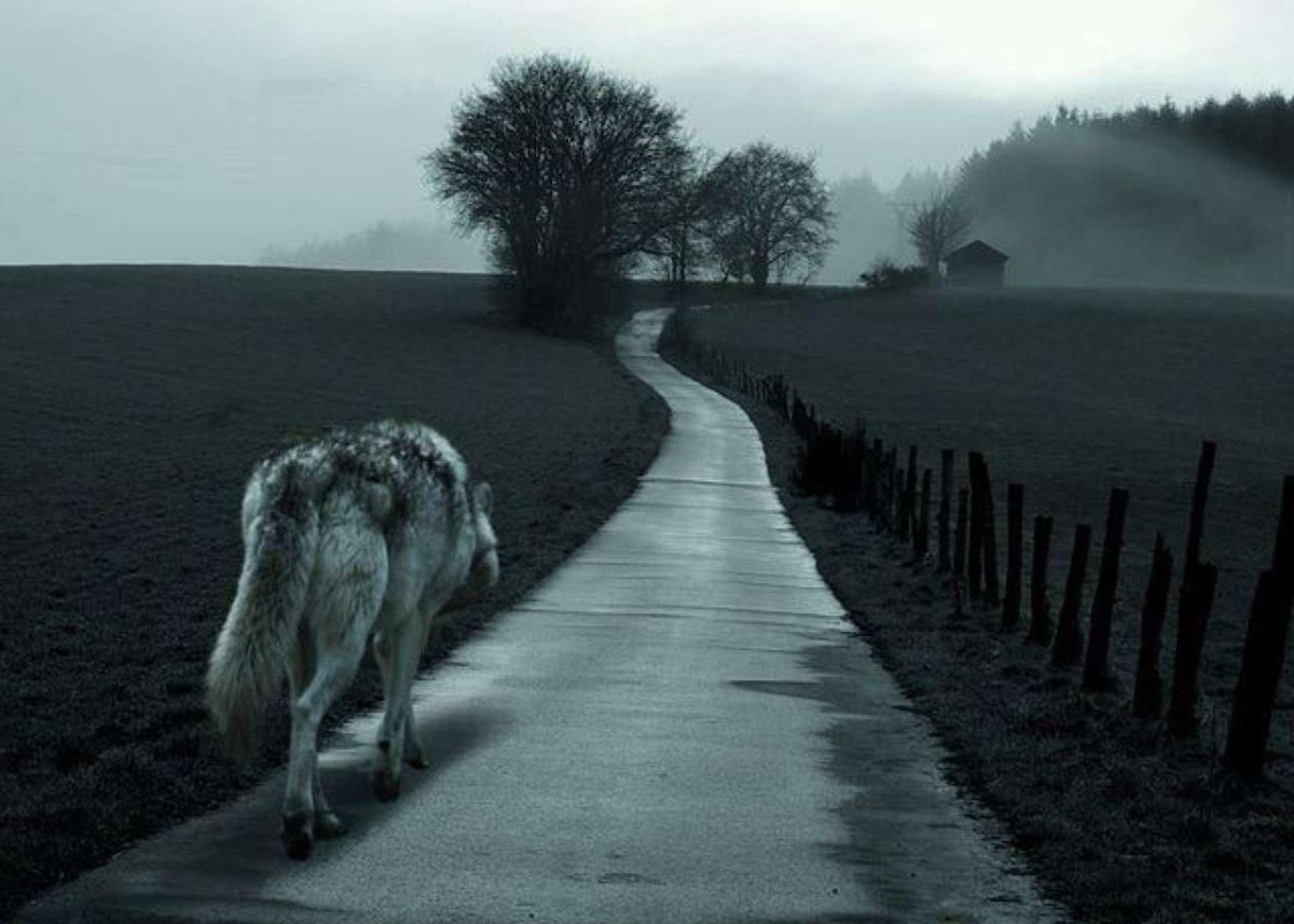 Девушка с душой волка