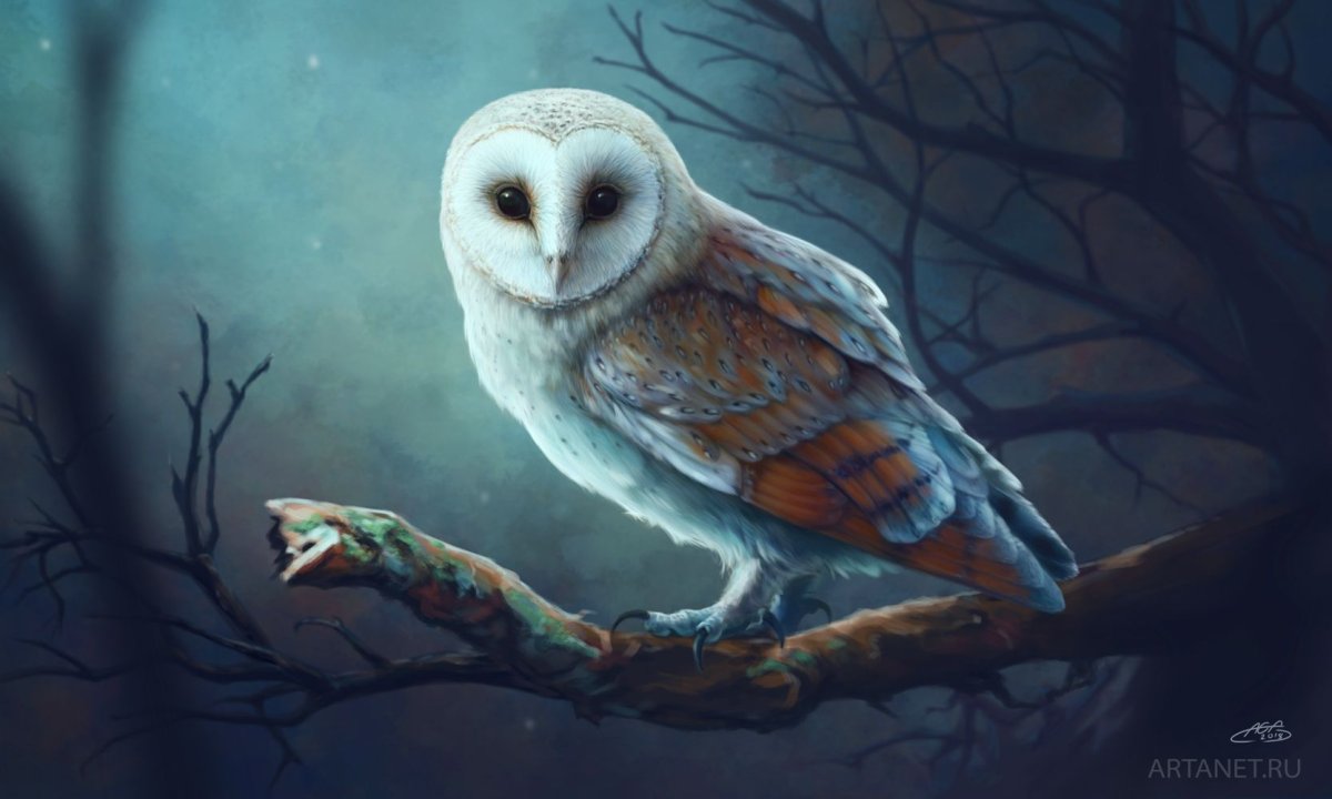 Сова сипуха арт