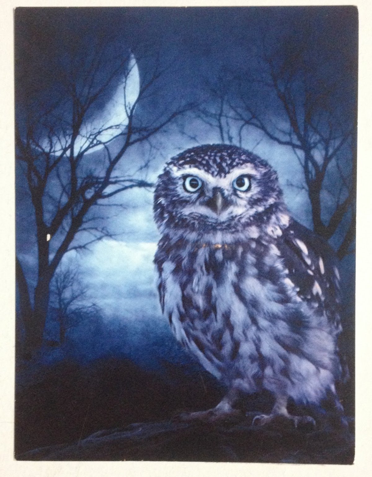 Сова ночью