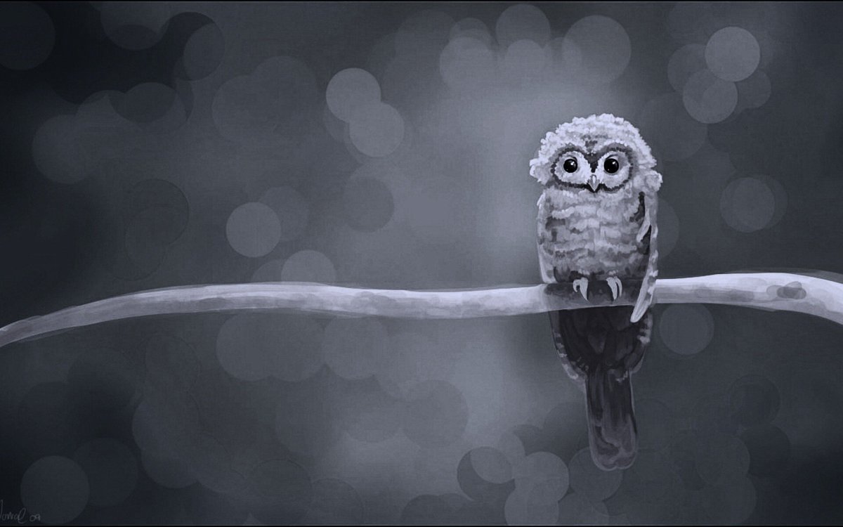 Картинки на рабочий стол Сова