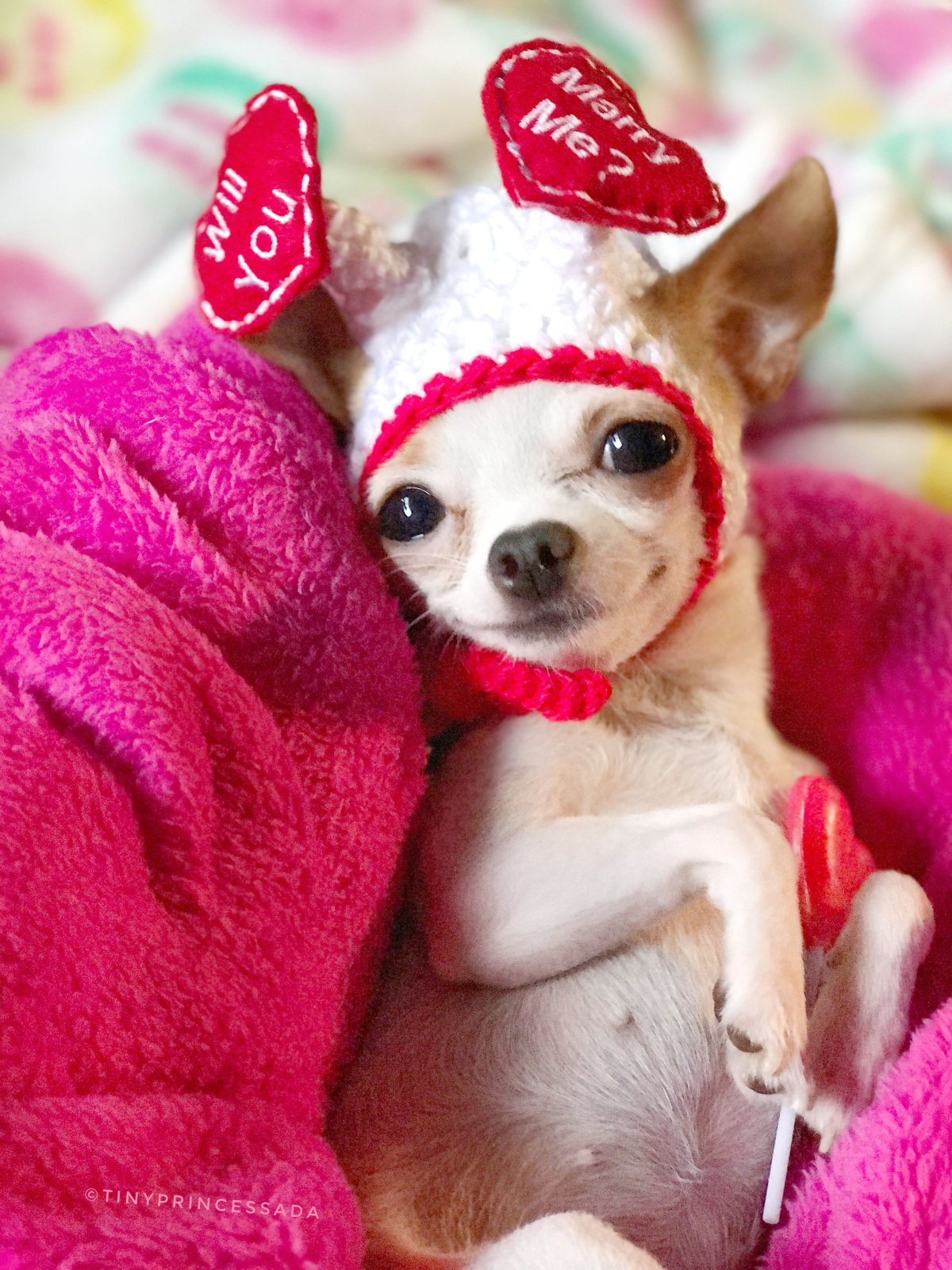 Пуппи собака чихуахуа