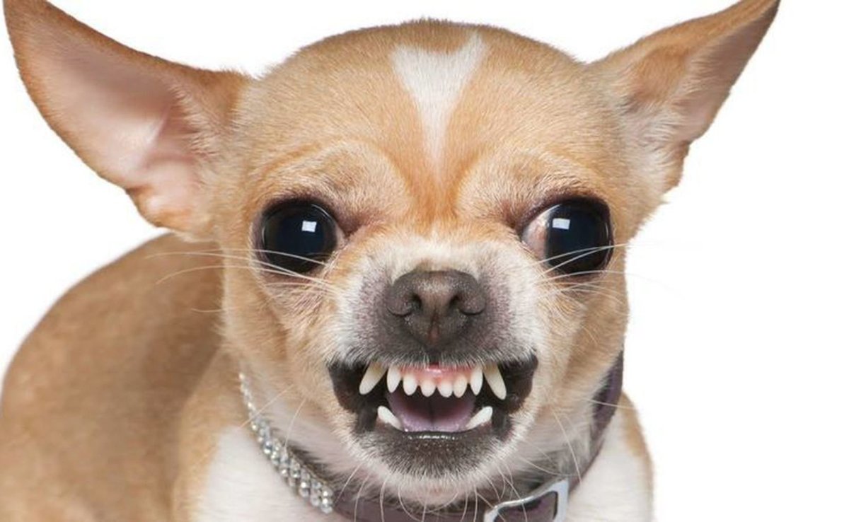 Чихуахуа Хуа злая