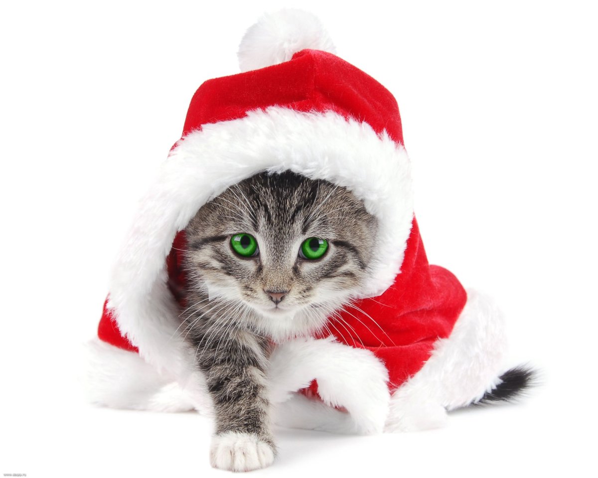 Новогодний кот