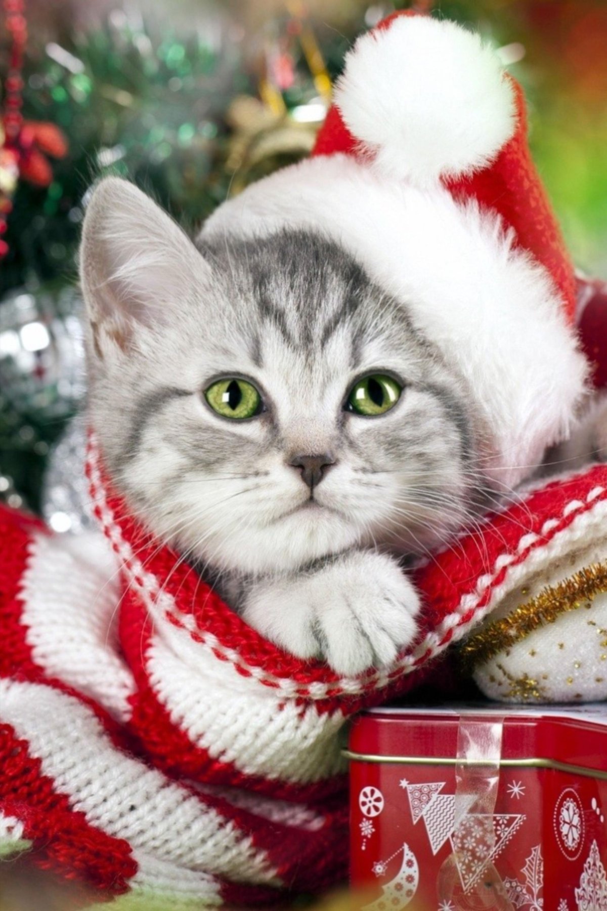 Новогодние коты