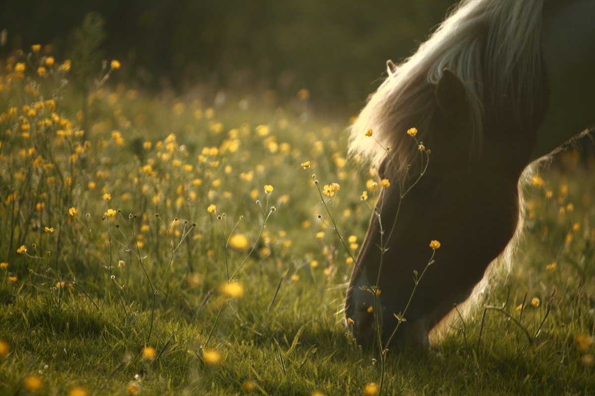 Арты лошадей