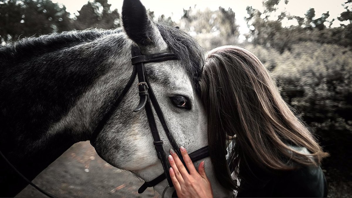 Грива рыжего коня