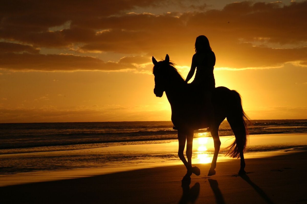 Лошадь в коричневых тонах