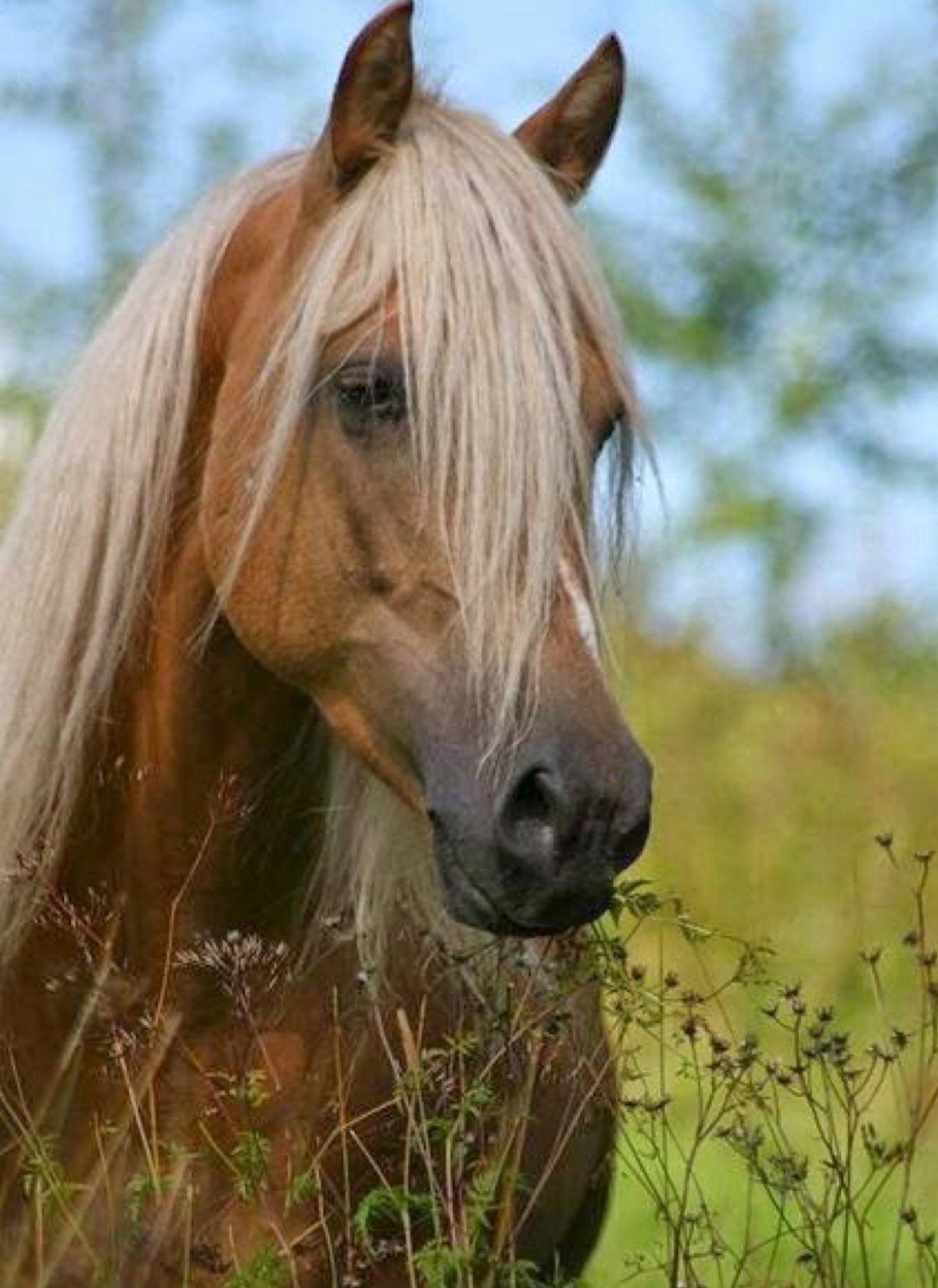 Брюнетка на лошади