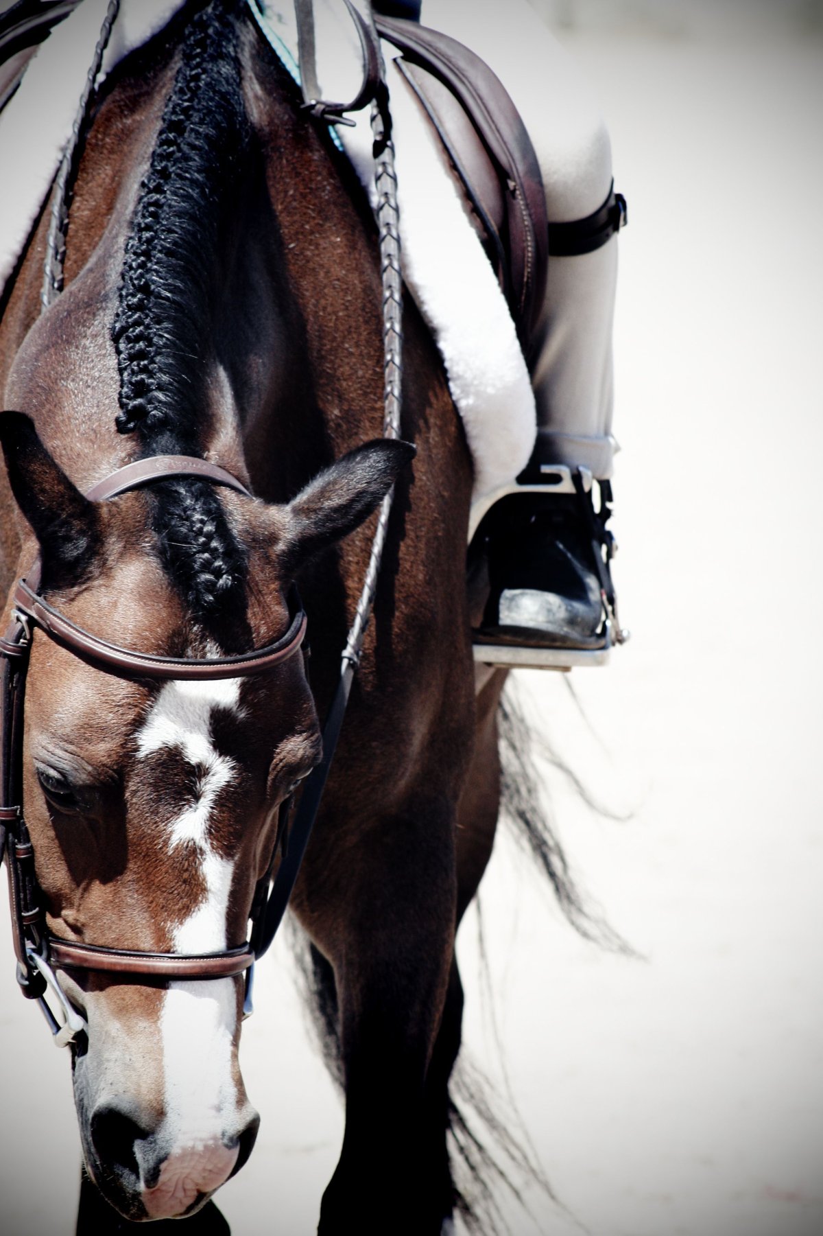 Лошадь Сабина Казахстан