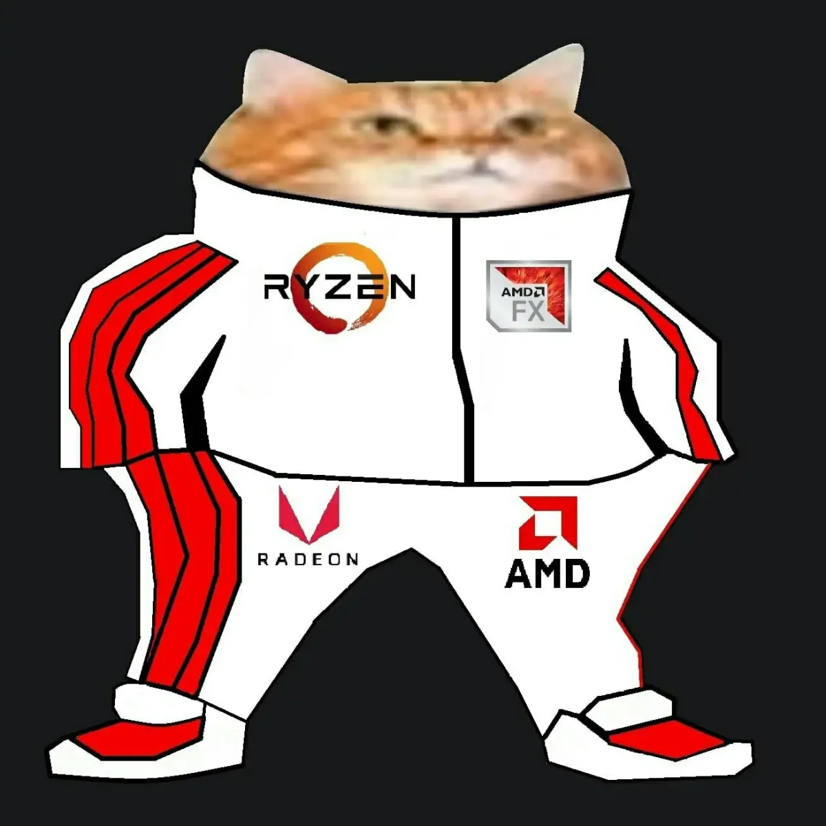 Кот в костюме адидас