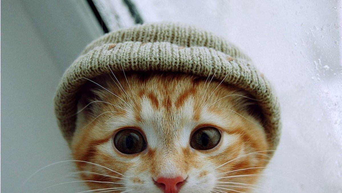 Аватарки смешные коты