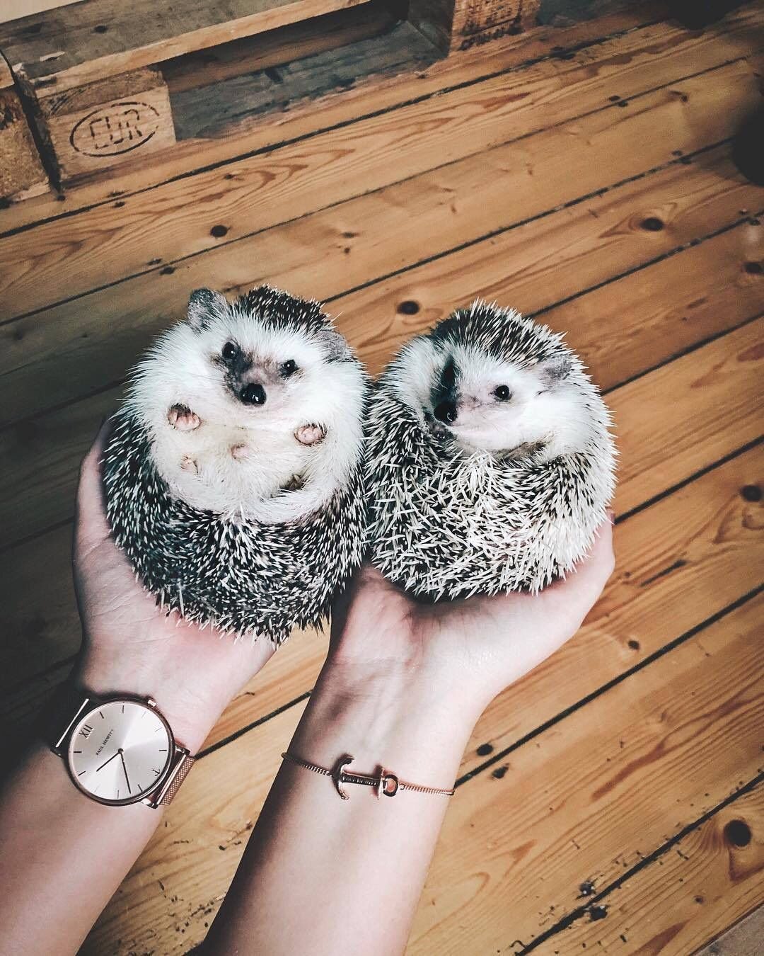 Парные авы с ежиками