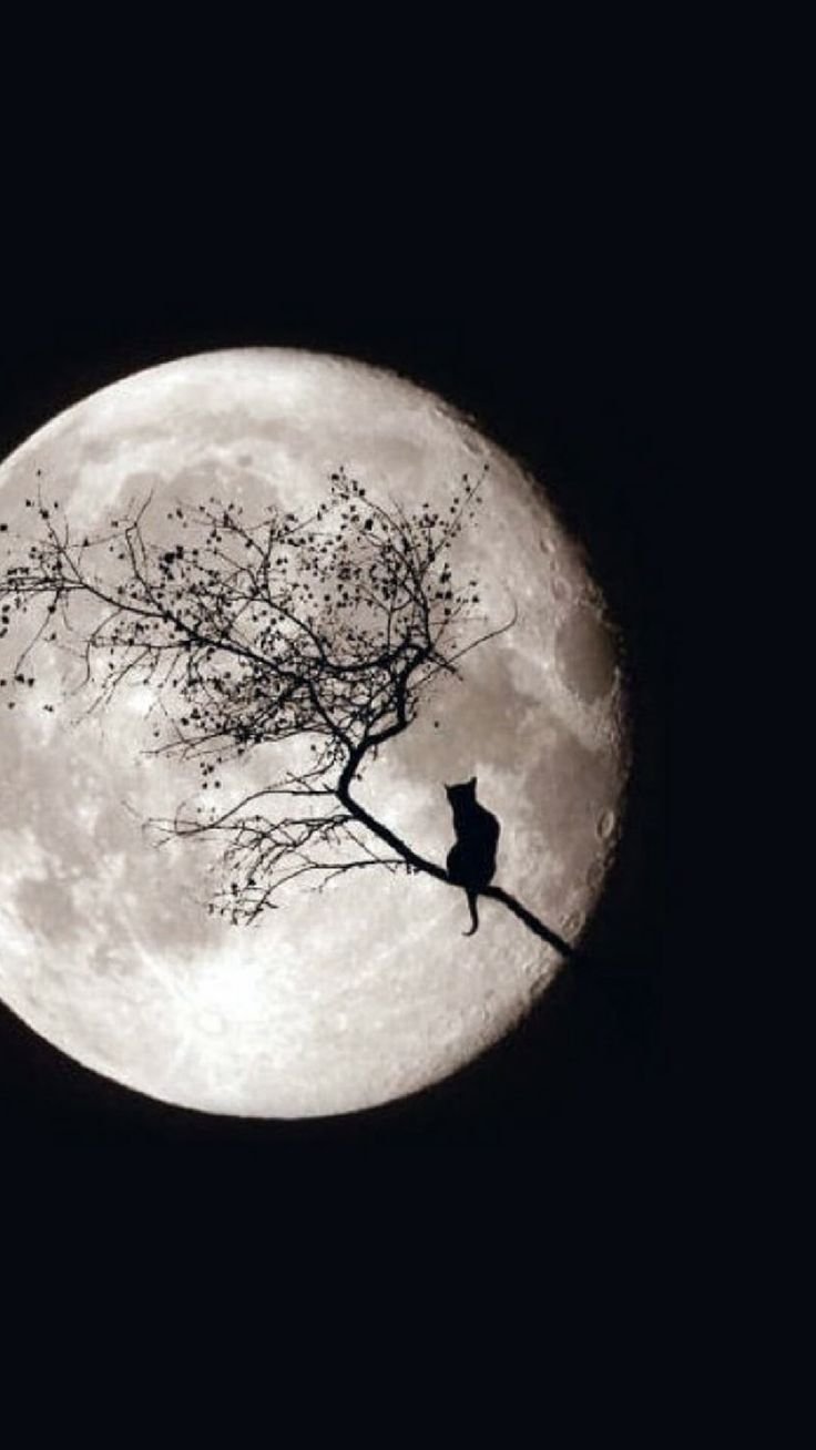 Круглая Луна на фоне дерева