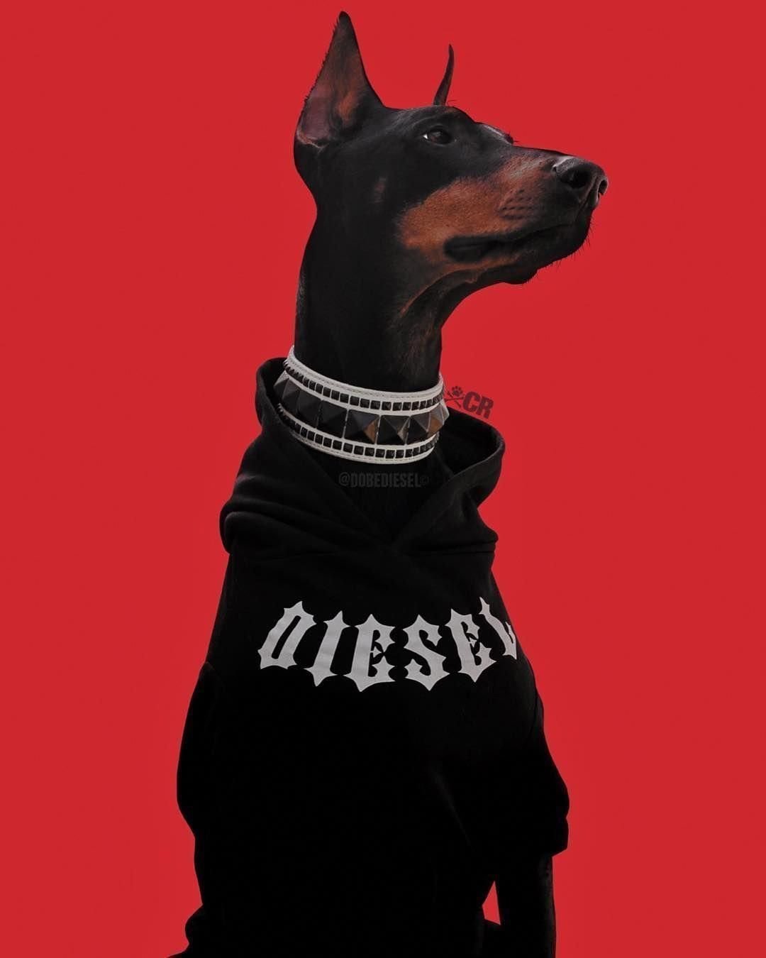 Доберман человек арт