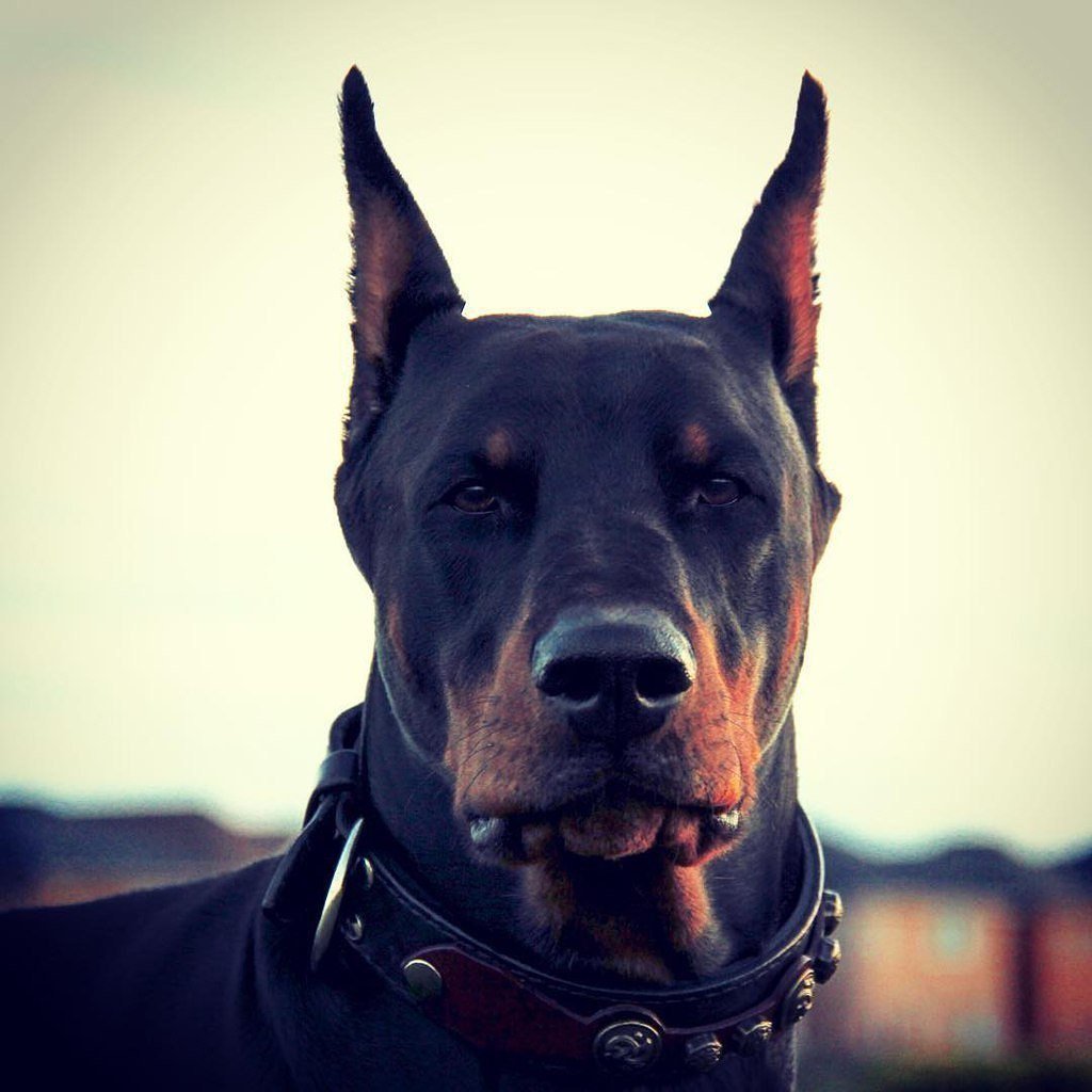 Доберман Вега