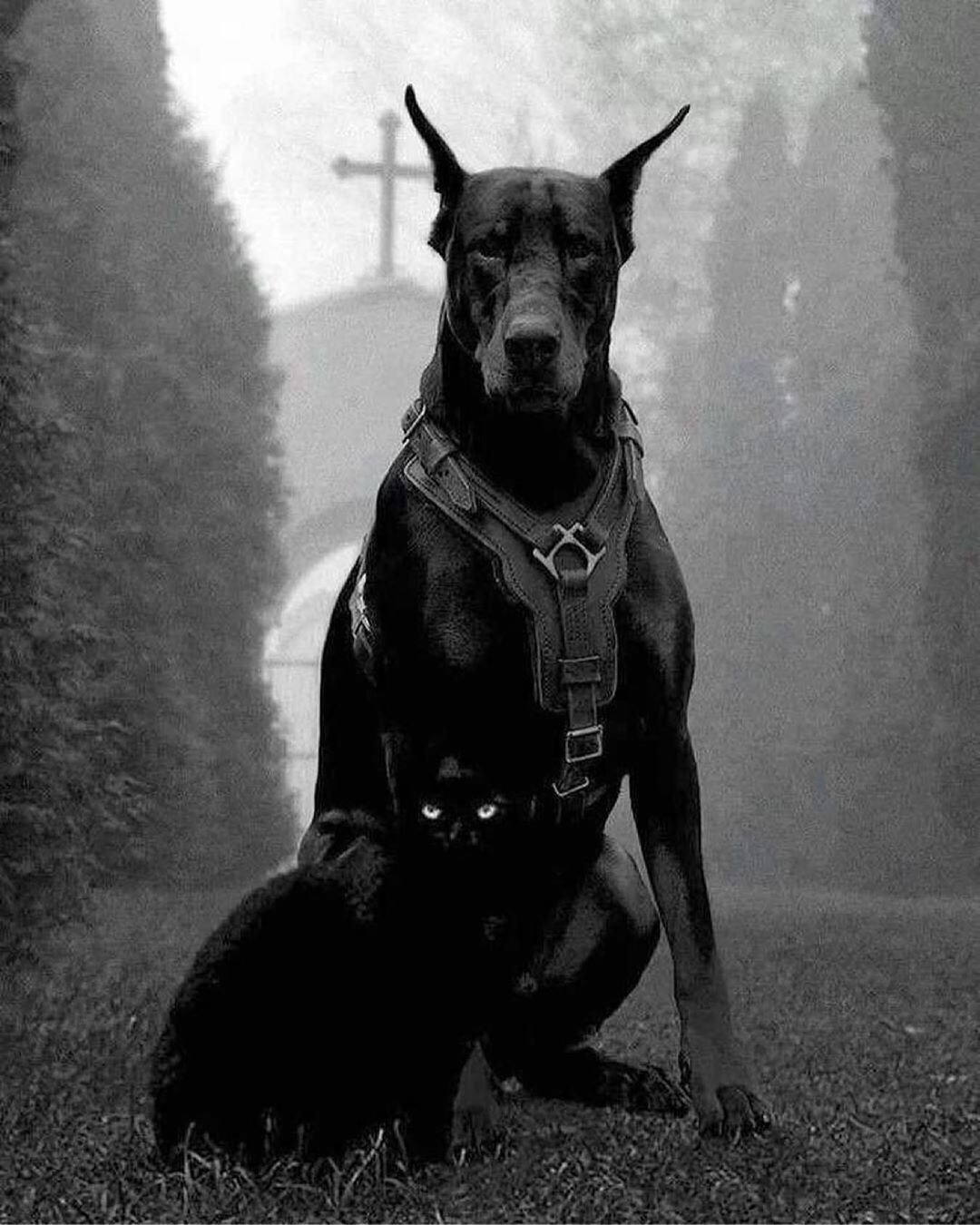 Доберман Эстетика