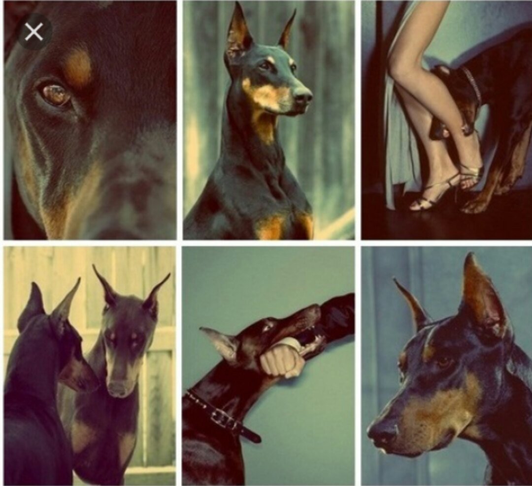 Доберман-пинчер Эстетика