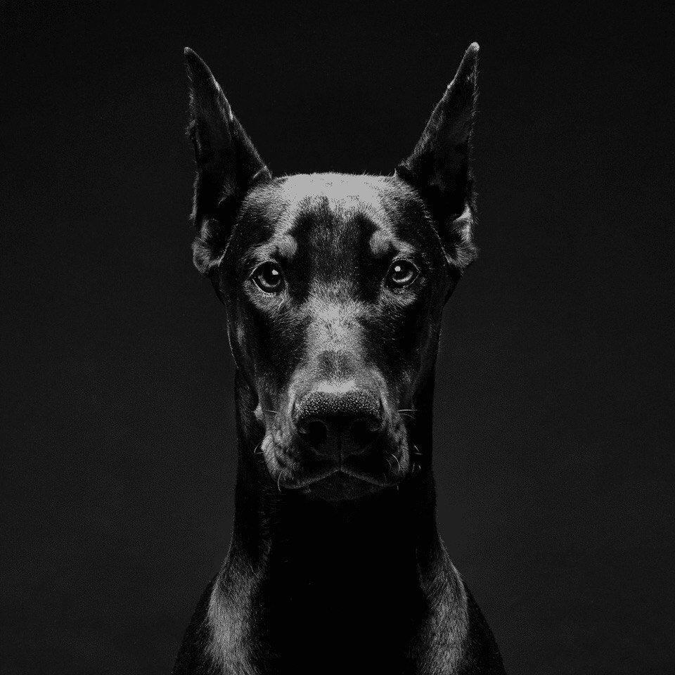 Собаки Доберманы опасные