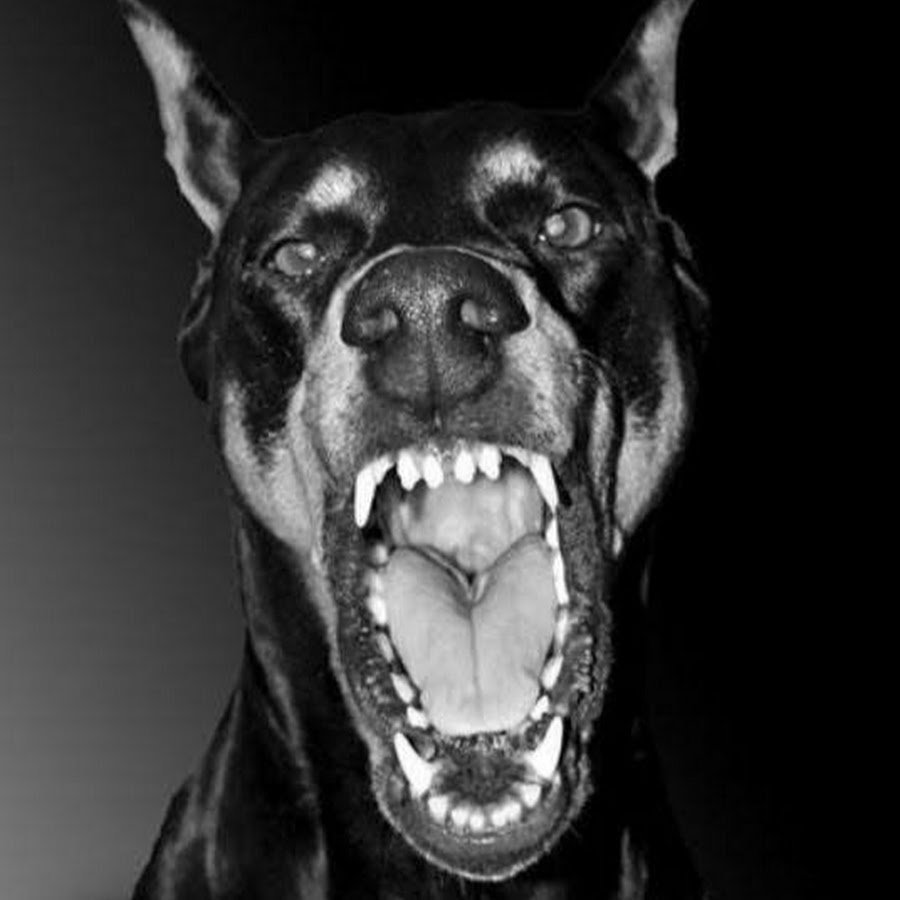 Роман Доберман